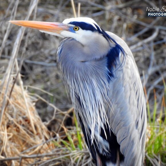8x10 Heron Photography Print Bird Oil‎ Painting Fine Art Photography Print - Picture 2 of 3